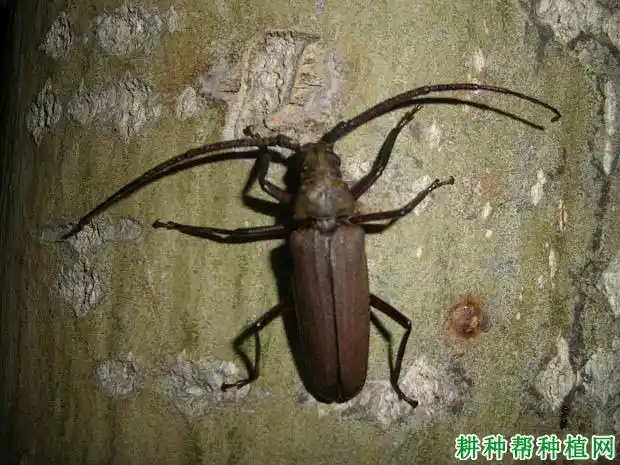中华薄翅天牛(天牛科)