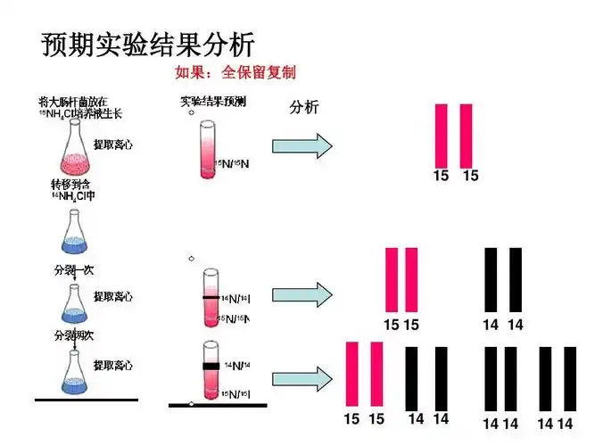 dna复制原理介绍 预期实验结果分析 如果: 如果:全保留复制 分析