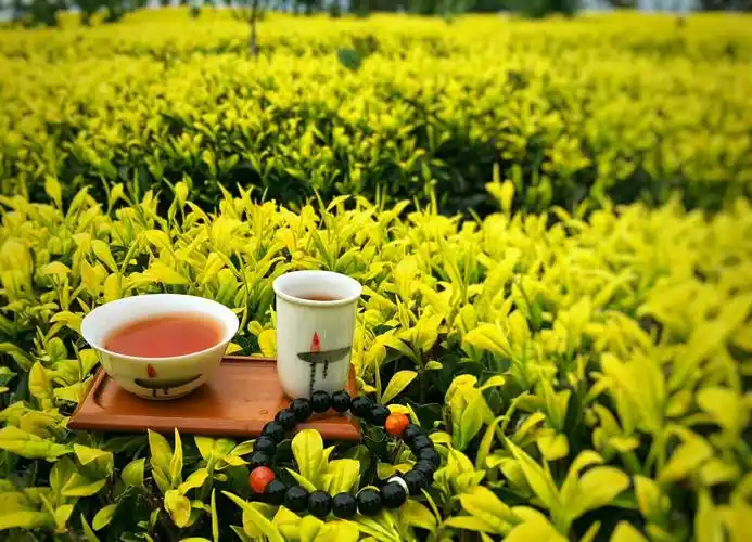 少儿茶道暑期开班:让孩子早些学茶道