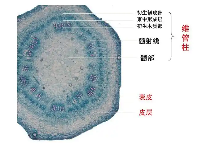 植物学教学资料双子叶植物茎的结构