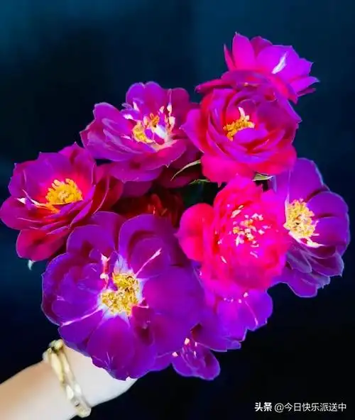 夏日赏花:午夜深蓝月季花