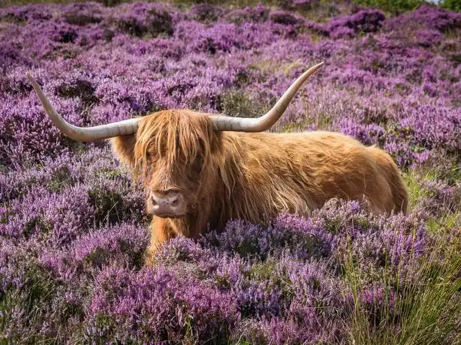 下载壁纸 1600x1200 公牛,角,花,草地 桌面背景
