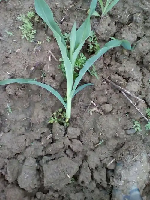 我玉米五片叶了,可被什么从刚出土的地方吃掉了