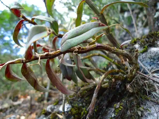 野生石斛价格多少钱一斤曾被用来喂猪