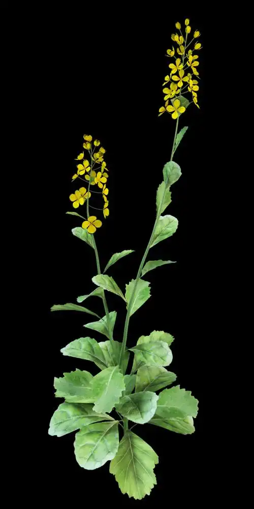 油菜甘蓝型油菜3d模型