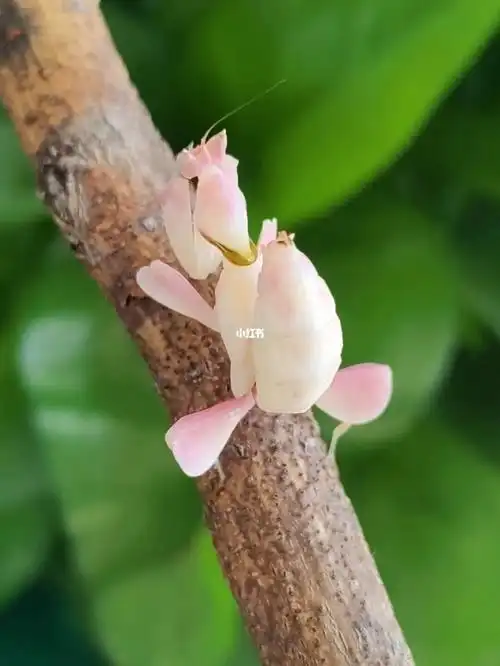 漂亮的兰花螳螂,你也养一只吧_兰花螳螂_生活记录_接地气生活