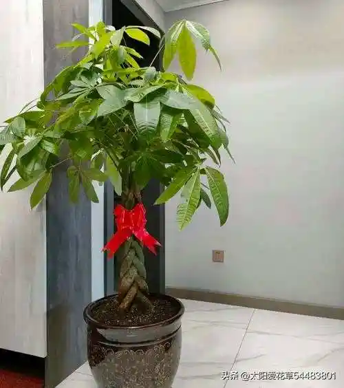 5树进客厅十家富九家5种发财树再穷也要养1盆