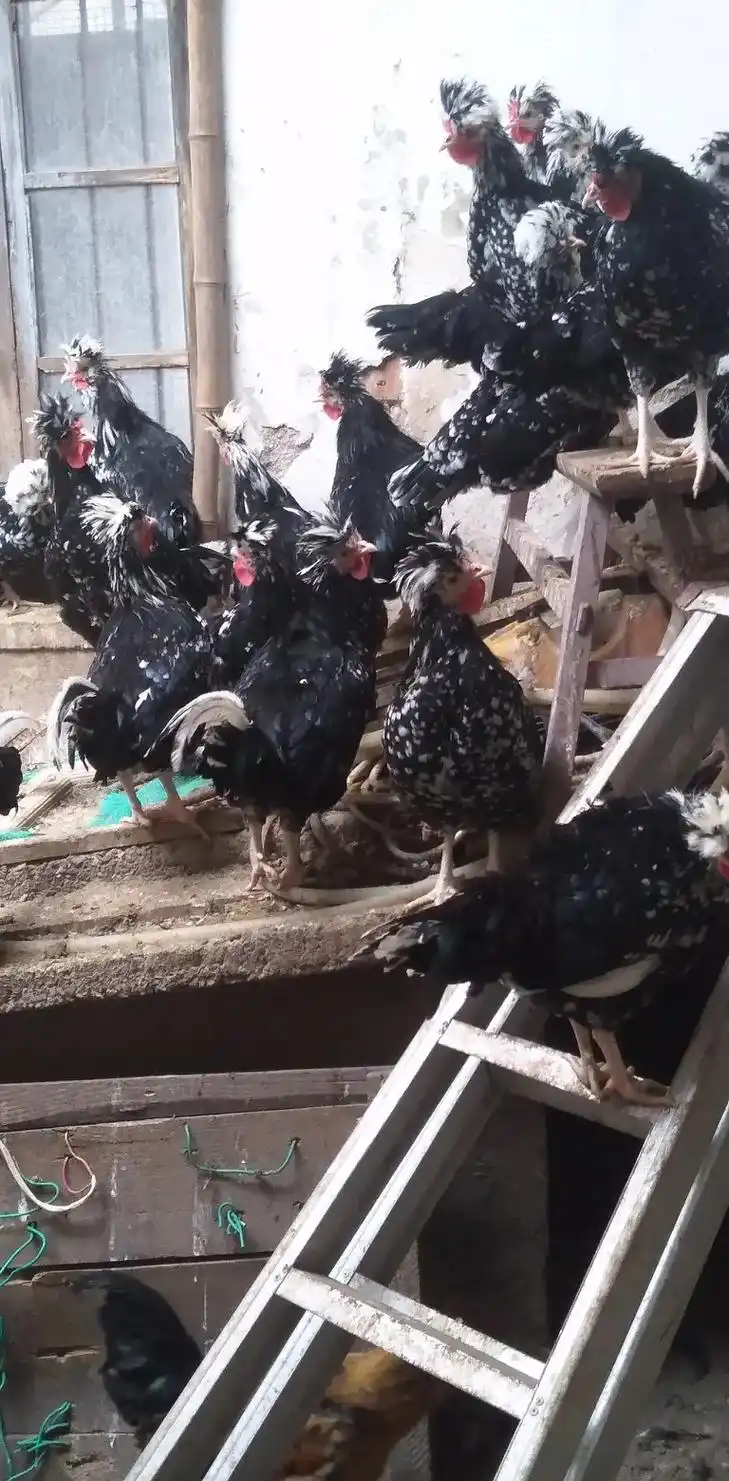 贵妃鸡:肉质极为鲜美,香味浓郁,既有土鸡的香滑,又有野鸡的结 - 抖音