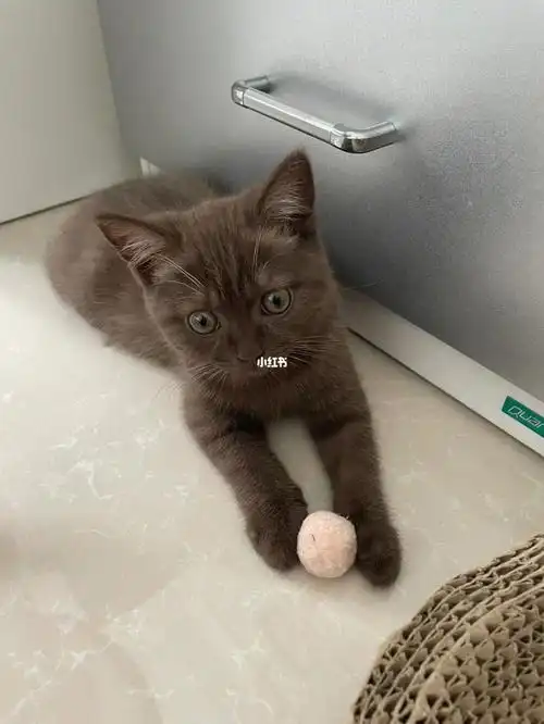 谁能拒绝一个喜欢球球的小猫咪呢