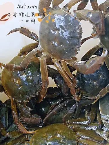 六月黄科普75不要错过夏日的一口鲜