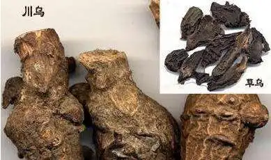 常用的几种毒性药材炮制方法与注意问题_康美中药网