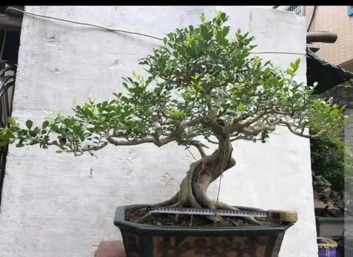 九里香岭南盆景