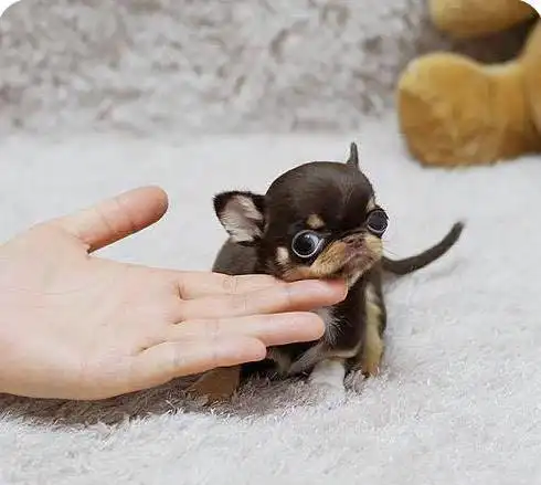 大头纯种大头苹果头吉娃娃犬 袖珍犬出售