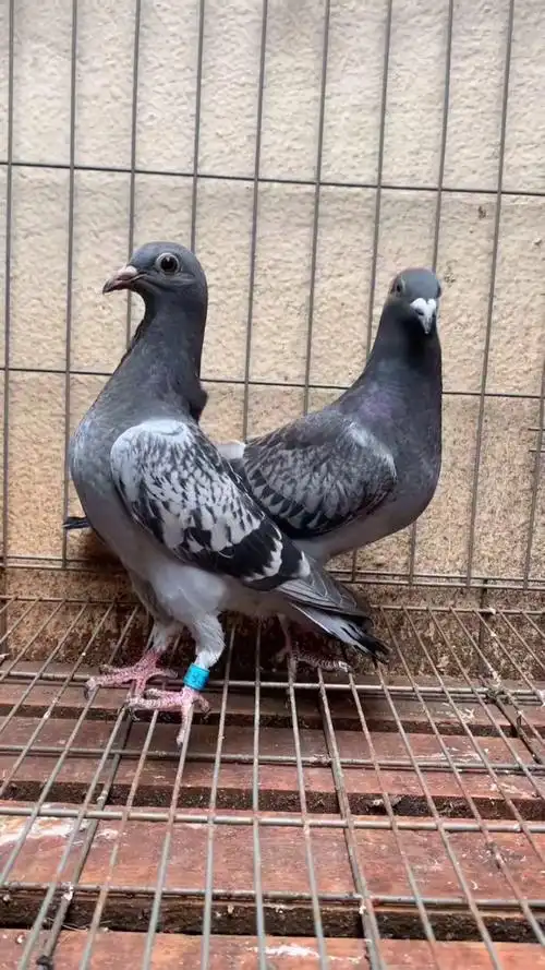 吴淞信鸽#精品吴淞幼鸽怎么样?