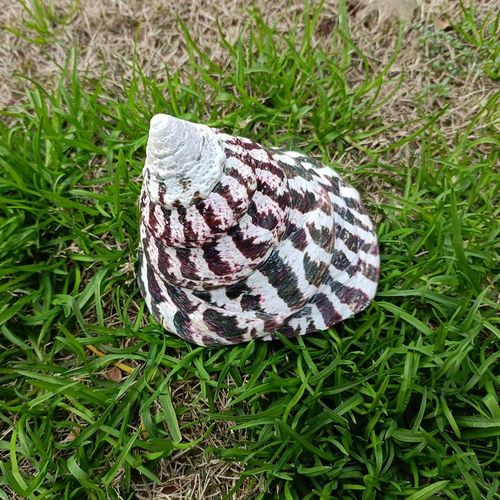 包邮天然海螺贝壳珊瑚马蹄钟螺荧光绿塔螺收藏礼品家居鱼缸摆件