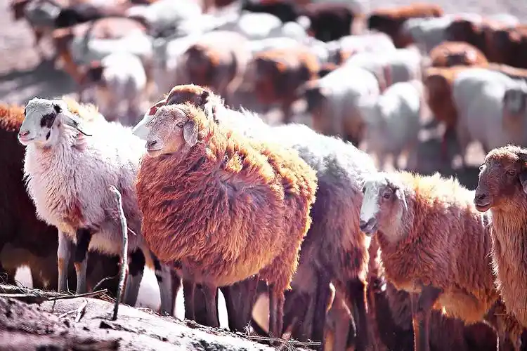 丨阿勒泰大尾羊_地区_其他_产量