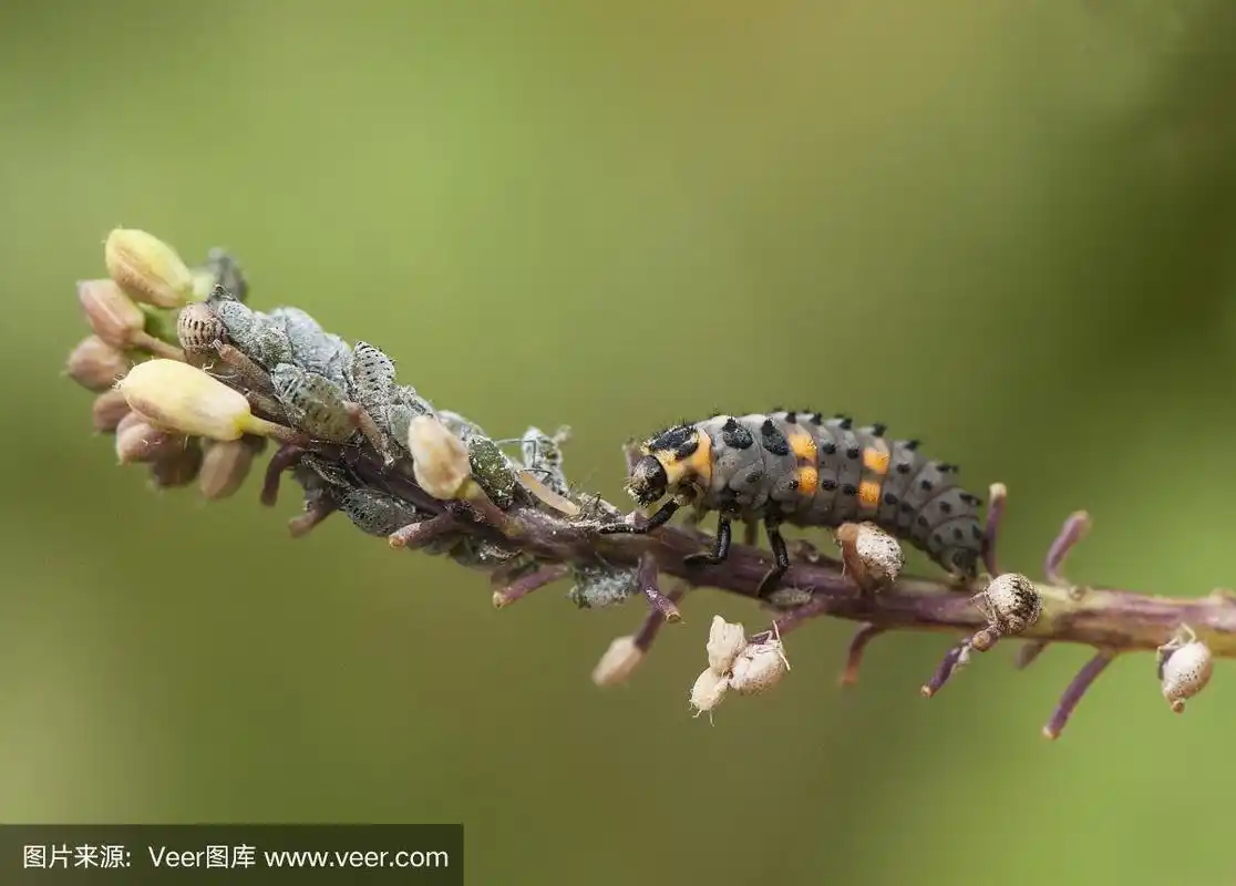 七星瓢虫吞食蚜虫的幼虫