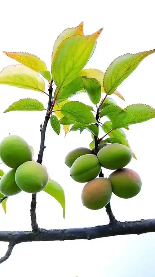 治愈风景欣赏:见过梅花的果实吗?果梅是南方特有的-度小视