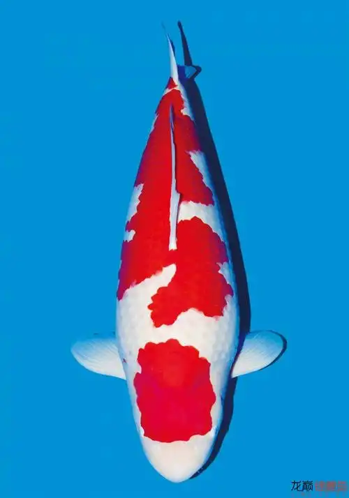 继续放毒|五十多张极品锦鲤 各有惊艳 美不胜收