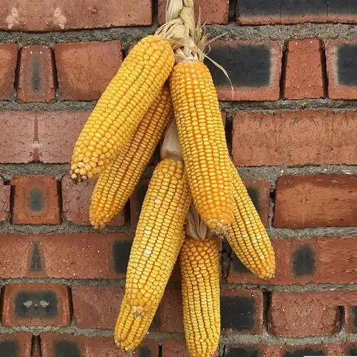 干玉米棒子带皮老玉米穗农产品农作物装饰五谷丰登挂件农家乐道具