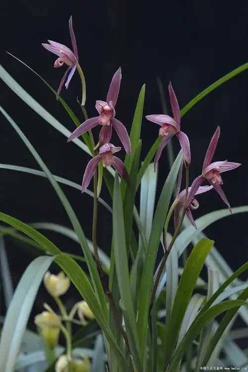 2020——紫云-建兰篇-中国兰花交易网社区