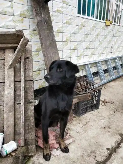 山间魅影本土丛林悍将堪称丛林特战的青川犬