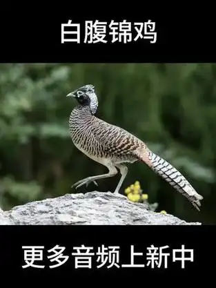 白腹锦鸡叫声