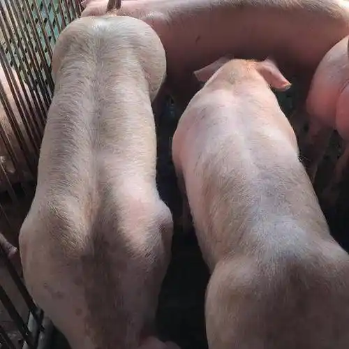 优质外三元猪苗,补拦首选