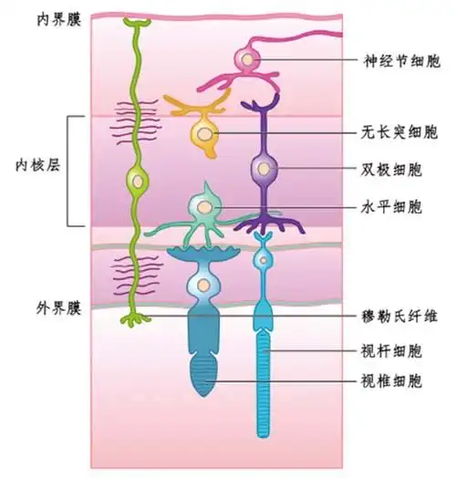 视网膜内细胞组成