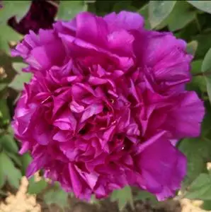 飞燕凌空牡丹花苗大苗盆栽室内外庭院绿植正宗观赏重瓣牡丹带花苞