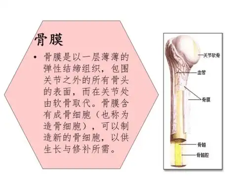 胫腓骨疲劳性骨膜炎是怎么引起的呢ppt