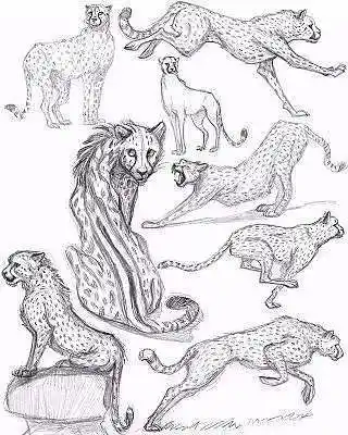 豹的画法