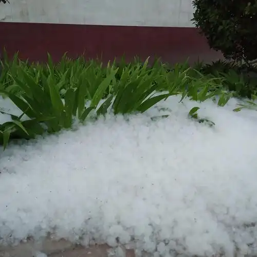今年春天的杨絮漫天飞舞累了就聚成一团附在花坛里