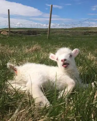 冰岛的一可爱农场,羊咩咩好治愈.ins:farmlifeiceland