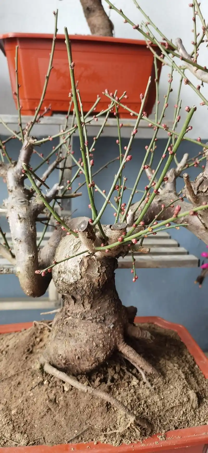 红梅盆景图片(红梅盆景图片大全欣赏老树桩)