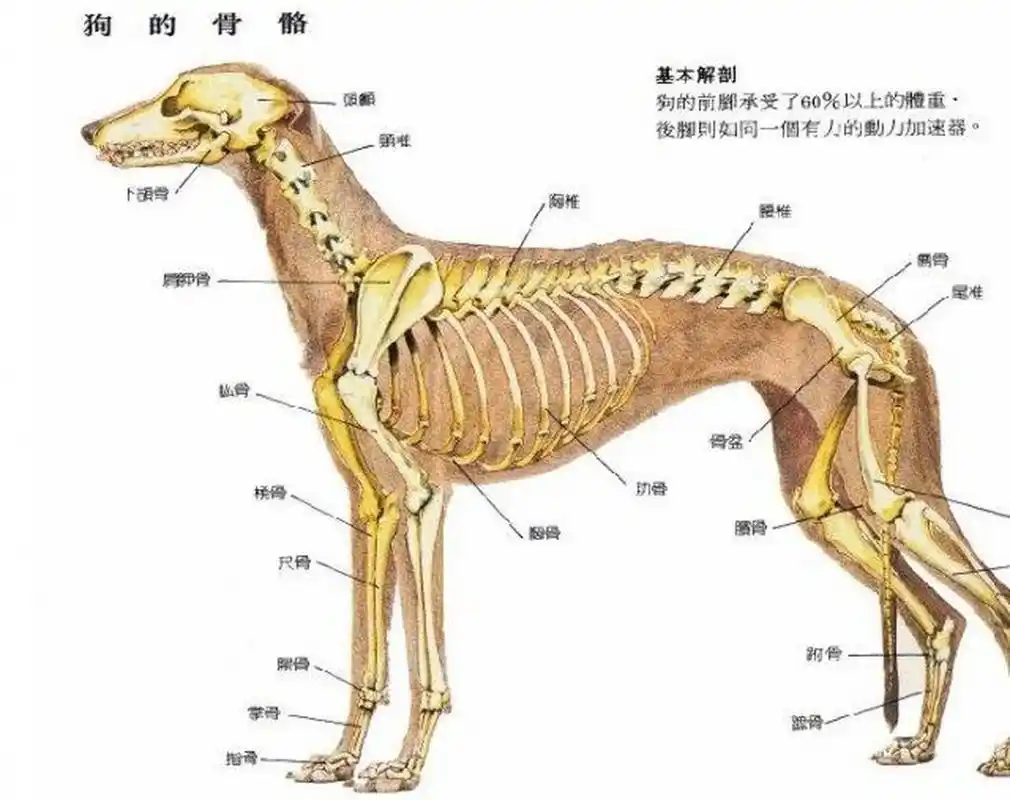 宠物分享7815狗狗的骨骼结构 养狗的一定要了解一下