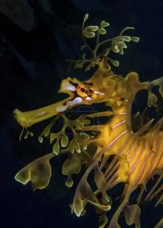 beautiful and elegant leafy sea dragon