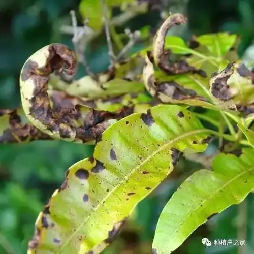 病虫害的防治:芒果炭疽病▲芒果蓟马▼花期管理需要注意的病虫害很多