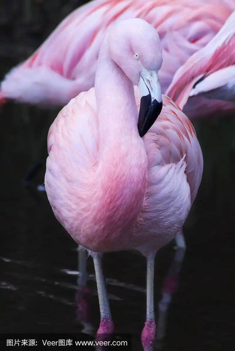 粉红色的火烈鸟