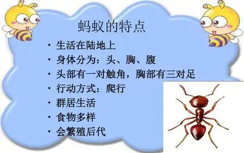 2.5蚂蚁.ppt.