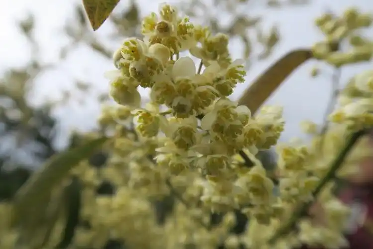 山苍树别名木姜子或豆豉姜,花期2-3月,果期7