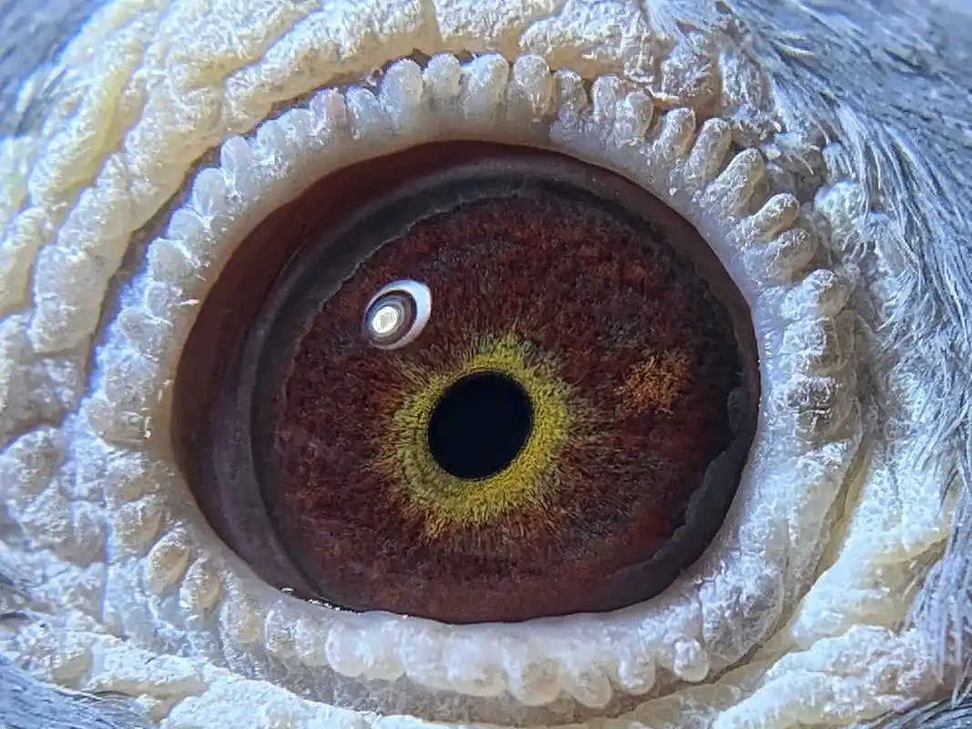 功勋杨阿腾古铜眼种鸽.功勋杨阿腾古铜眼种鸽 子代放过700公 - 抖音