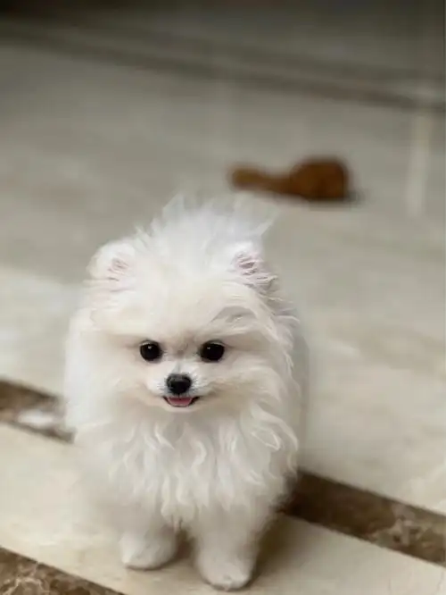 尴尬期的小臭博美