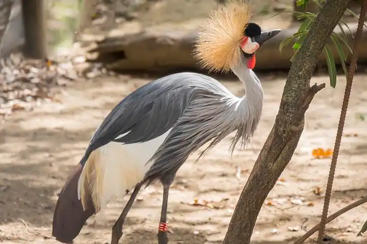 灰冠鹤图片_灰冠鹤高清图片_全景视觉