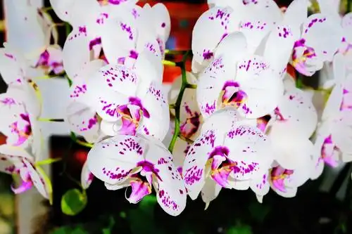 美丽妖娆蝴蝶兰