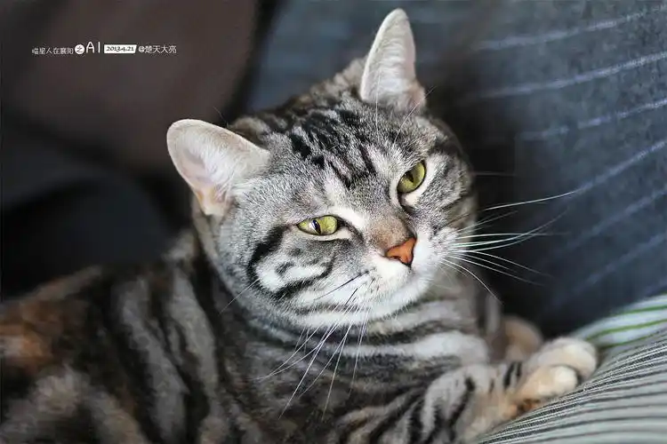 美喵喵 ai - 喵星人在襄阳