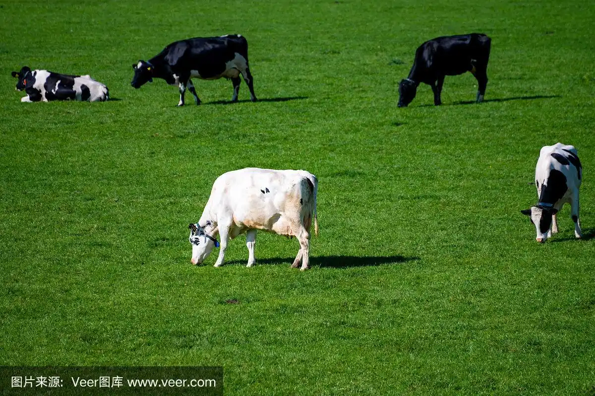 荷兰黑白色的奶牛带着牛奶在绿色的草地上吃草