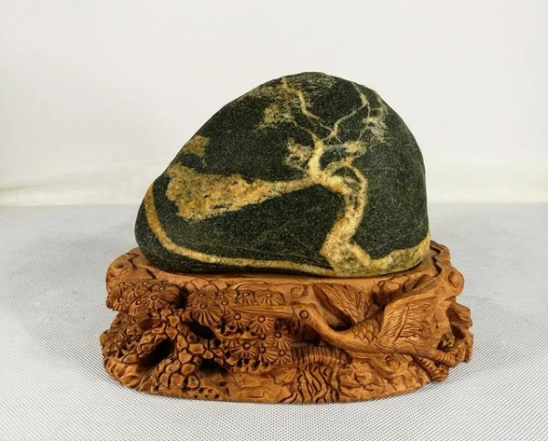 泰山石迎客松获金奖殊荣树神再次受关注