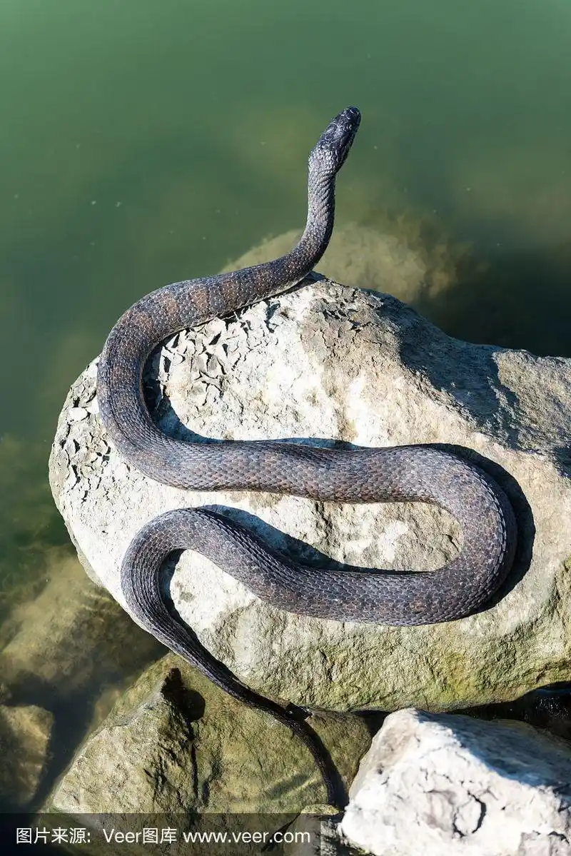 在阳光明媚的日子里,一条蛇在岩石上晒太阳