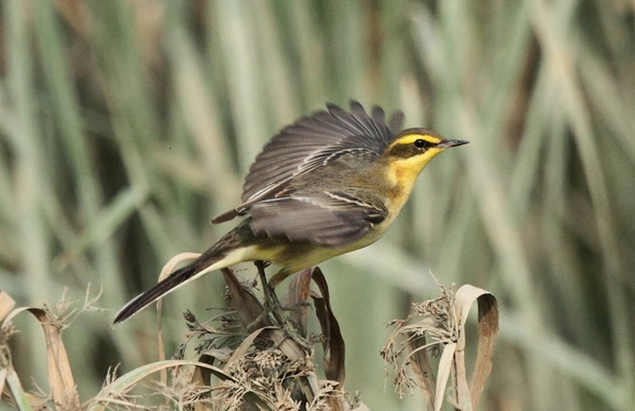 飞行特别的黄鹡鸰,你想看看吗